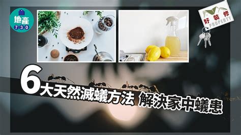 家中有蟻怎辦|滅蟻方法 